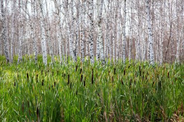 Sazlıklar ve kuyruk kuyruklarıyla çevrili, yaprakları olmayan beyaz huş ağaçları..