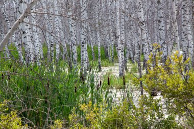 Sazlıklar ve kuyruk kuyruklarıyla çevrili, yaprakları olmayan beyaz huş ağaçları..