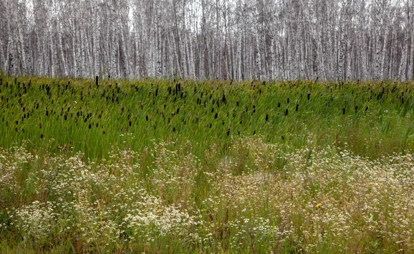 Sazlıklar ve kuyruk kuyruklarıyla çevrili, yaprakları olmayan beyaz huş ağaçları..