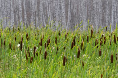 Sazlıklar ve kuyruk, yapraksız beyaz delikli huş ağaçlarının arka planına yakın çekim.