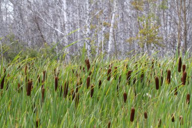 Sazlıklar ve kuyruk, yapraksız beyaz delikli huş ağaçlarının arka planına yakın çekim.