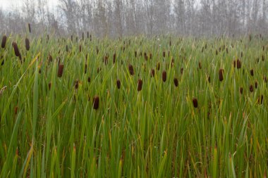 Sazlıklar ve kuyruk, yapraksız beyaz delikli huş ağaçlarının arka planına yakın çekim.