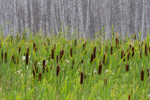 Sazlıklar ve kuyruk, yapraksız beyaz delikli huş ağaçlarının arka planına yakın çekim.