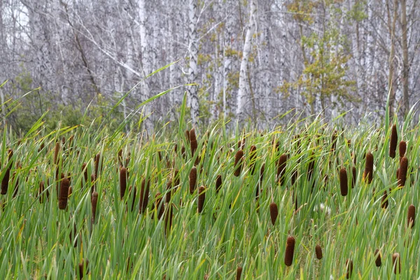 Sazlıklar ve kuyruk, yapraksız beyaz delikli huş ağaçlarının arka planına yakın çekim.
