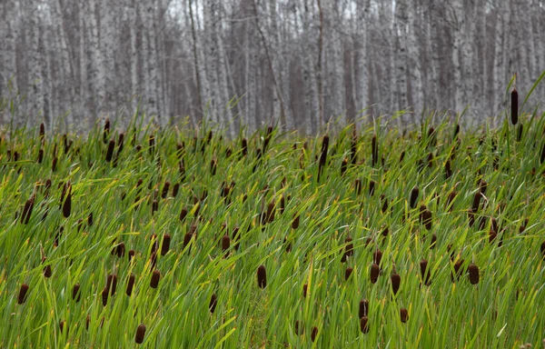 Reeds Marha Közelkép Hátterében Fehér Furnér Nyírfák Levél Nélkül — Stock Fotó