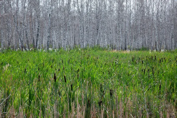 Sazlıklar Kuyruk Yapraksız Beyaz Delikli Huş Ağaçlarının Arka Planına Yakın — Stok fotoğraf