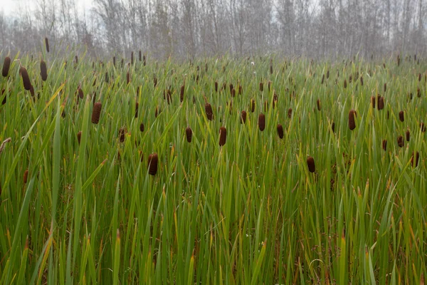 Sazlıklar ve kuyruk, yapraksız beyaz delikli huş ağaçlarının arka planına yakın çekim.