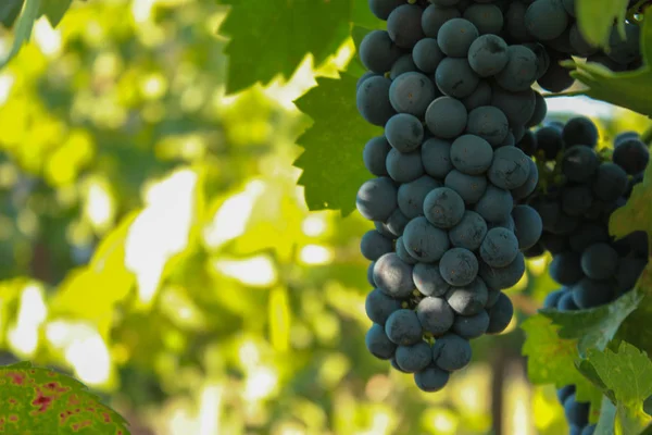Winogrona Pięknych Winnic Napa Region Sonoma Kalifornii — Zdjęcie stockowe