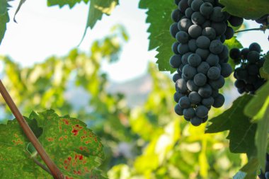 Vineyard Üzüm, Napa Vadisi Kuzey Kaliforniya, Abd