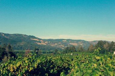 Napa Valley Vineyard,Kaliforniya'nın güzel manzarası