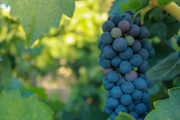 Widok z bliska winogron w winnicy, Napa Valley w północnej Kalifornii, USA — Zdjęcie stockowe