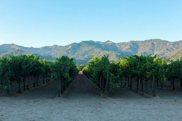 Winnice Napa Valley, Kalifornia — Zdjęcie stockowe
