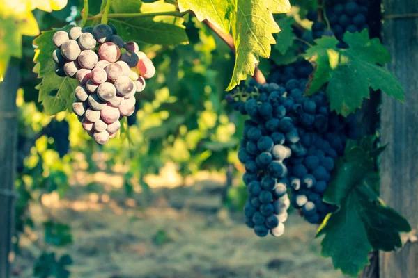 Winogrona w winnicy, Dolina Napa w północnej Kalifornii, USA — Zdjęcie stockowe