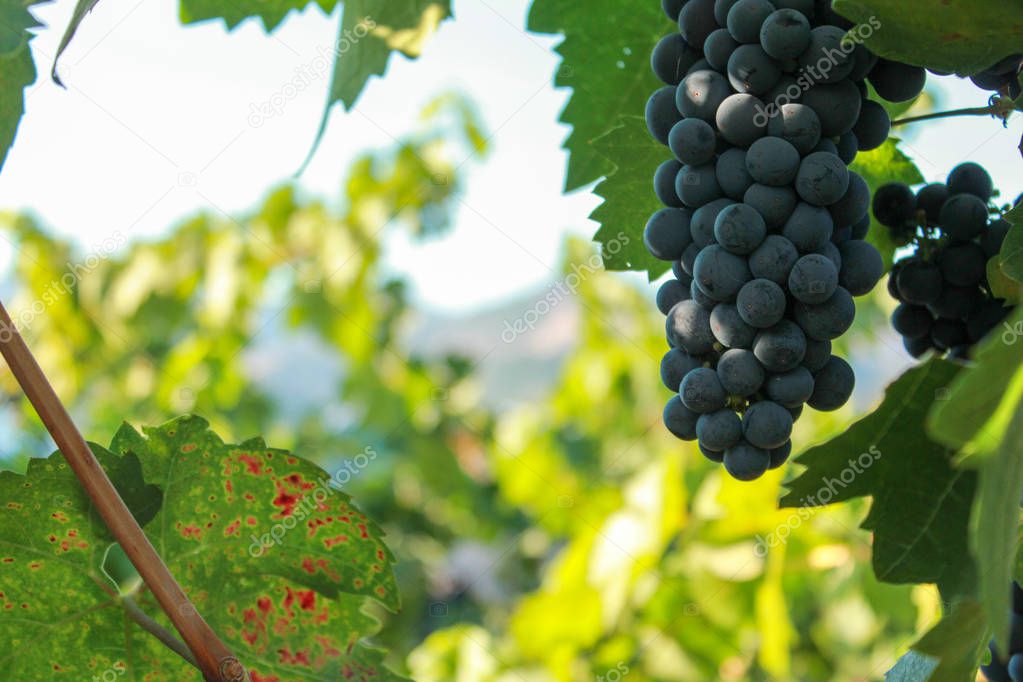 Grapes in Vineyard, Napa Valley in Northern California, USA