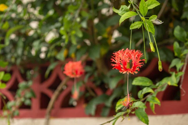 Bellissimi fiori rossi in piena fioritura — Foto Stock