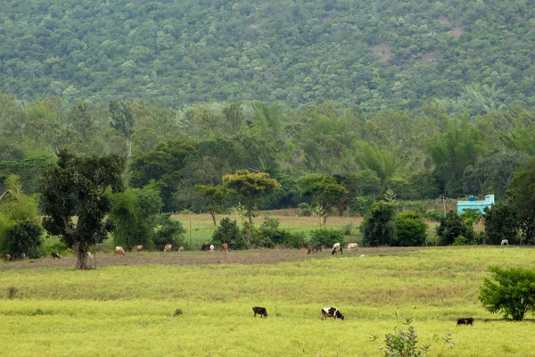 Terreni agricoli e prati a Hasanur, Tamil Nadu, India — Foto Stock