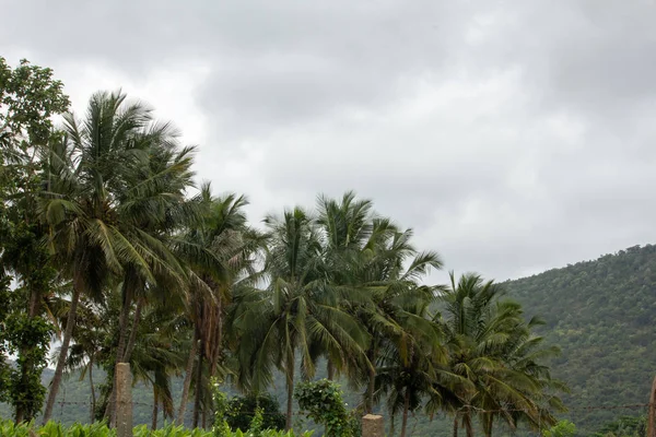 Tablica drzew kokosowych, Hasanur, Tamil Nadu, Indie — Zdjęcie stockowe