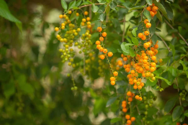 Daun hijau dengan buah oranye, Hasanur, Tamil Nadu, India — Stok Foto