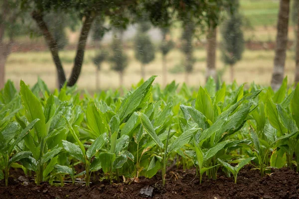 Kurkuma-Plantage (curcuma longa), hasanur, tamil nadu - karnataka state border, india — Stockfoto