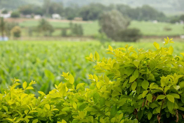 Gröna blad med jordbruksmark i bakgrunden, Hasanur, Tamil Nadu, Indien — Stockfoto