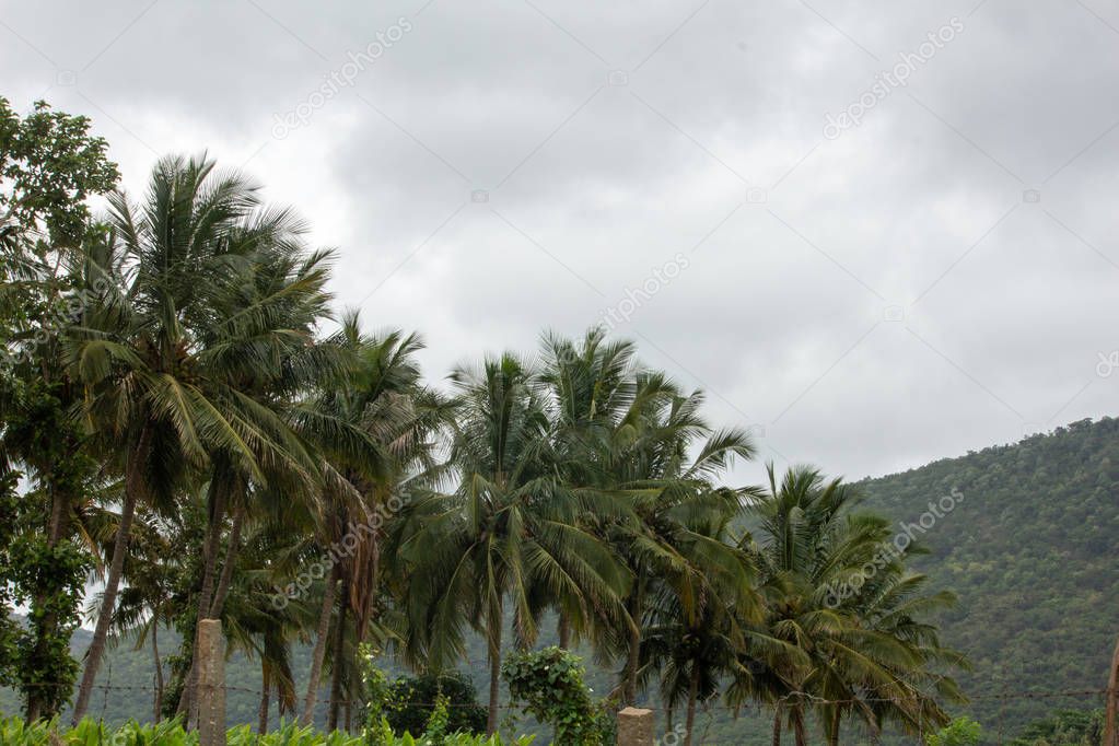 An array of coconut trees, Hasanur, Tamil Nadu, India