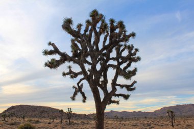 Joshua Tree Ulusal Parkı, Kaliforniya, ABD