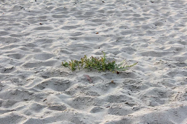Vegetação em Sand City beach in Monterey County, California, Estados Unidos da América — Fotografia de Stock