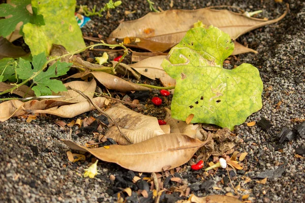 View of the dried leaves below a trellis system of plantation in home garden — Stock Photo, Image