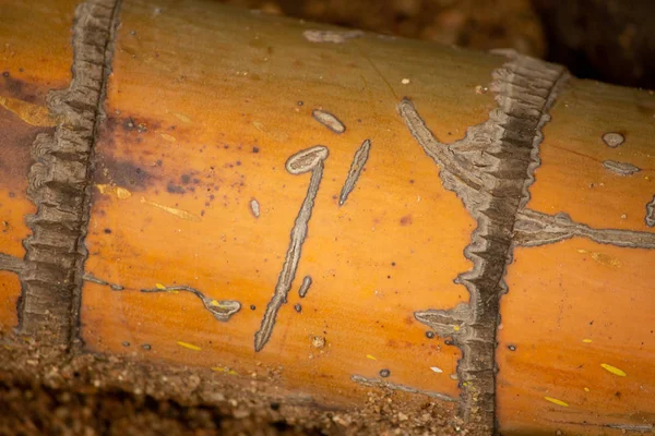 Pohled na texturu v Palm Tree — Stock fotografie