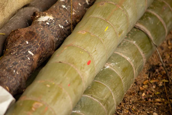 Gefällte Areca-Palme auf einem Feld — Stockfoto