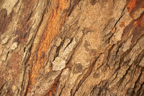 Närbild av textur av träd bark i skogen i naturligt solljus — Stockfoto