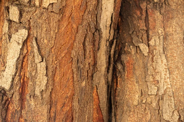 Struktura kůry stromů v lese v přírodním slunci — Stock fotografie