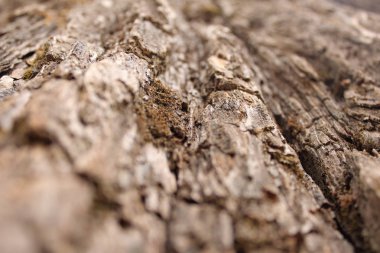 Bir ağacın kahverengi kabuğunun dokusuna yakından bak.