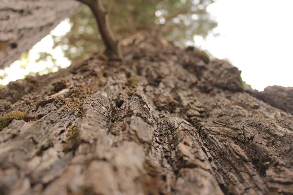 Textura da casca marrom de uma árvore na floresta — Fotografia de Stock