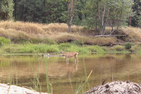 View of the California mule deer in Merced river, Yosemite National Park, California, USA — ストック写真