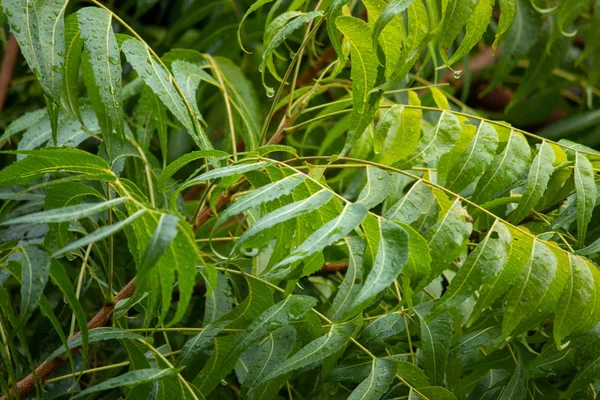Neem träd (Azadirachta indica) blad med vattendroppar från regn — Stockfoto