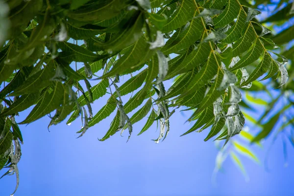 Regentropfen tropfen von den Blättern von azadirachta indica, neem tree. — Stockfoto