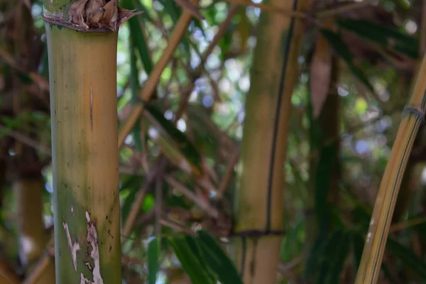 대나무 정글 줄기를 가까이 서 본 모습 — 스톡 사진