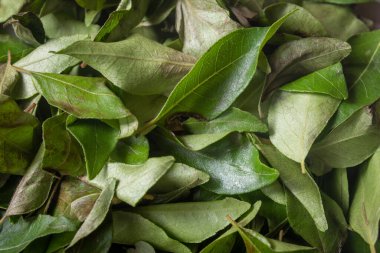 Hint yemeklerinde yaygın bir bileşen olan kuru köri yapraklarına yakından bakın..