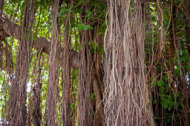 Aşağı kökleri olan banyan ağaçlarının altında güzel bir manzara.