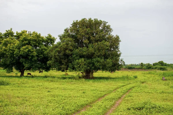 Landschappelijk Uitzicht Het Landbouwgebied Met Hoofdpad Bomen — Stockfoto