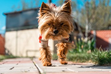 Köpek elbiseli Yorkshire Teriyeri Moskova yakınlarındaki kır evinin yanındaki yolda koşuyor.