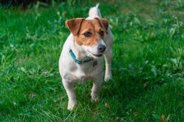 Jack Russell Terrier Moskova yakınlarındaki kır evinde yeşil çimlerde