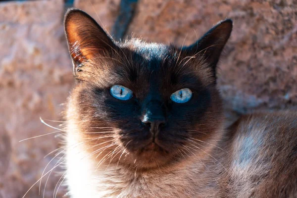 Gatto Siamese Con Gli Occhi Azzurri Trova Sulla Strada Cerca — Foto Stock