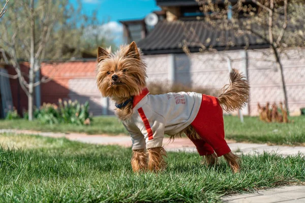 Yorkshire terrier in dog clothes stands on the grass next to the country house near Moscow and looks into the distance