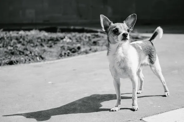 Yetişkin Bir Chihuahua Köpeği Yolda Yürüyor Stok Fotoğraf