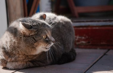 Kızgın gri kedi Moskova yakınlarındaki bir kır evinin yanındaki yolda yatıyor.