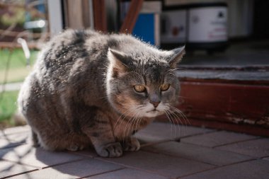 Kızgın gri kedi Moskova yakınlarındaki bir kır evinin yanındaki yolda yatıyor.