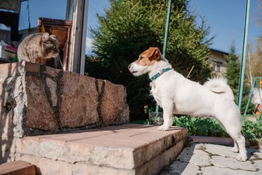 Jack Russell Terrier kediyle kır evinin yakınında tanışmış.