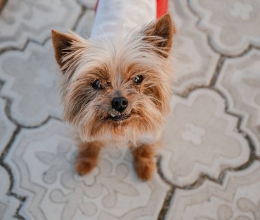 Köpek kıyafetleriyle Yorkshire Teriyeri yolda koşuyor.